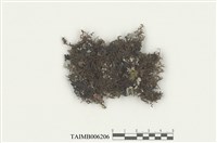 藏品(耳葉蘚屬)的圖片